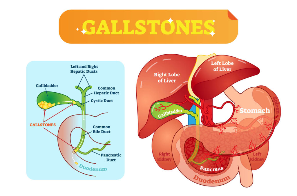 Gallbladder Illustration