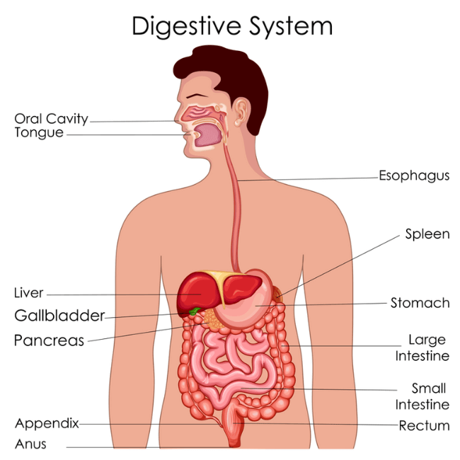 Digestive System illustration
