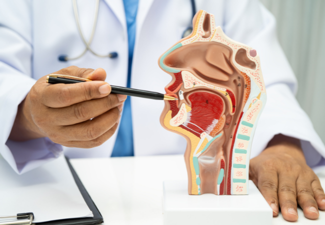 ENT Anatomy model cnv